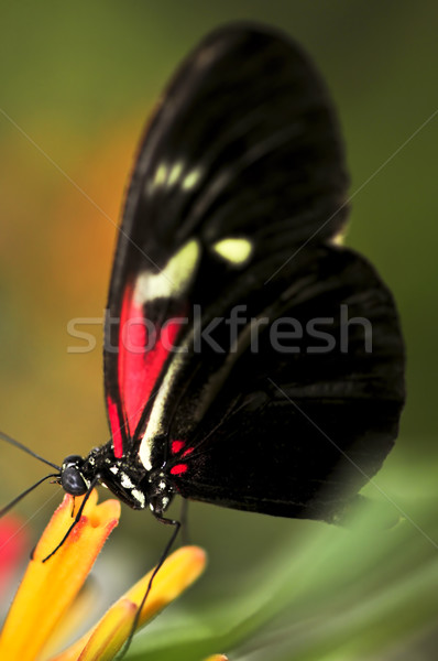 Stock photo: Red heliconius dora butterfly