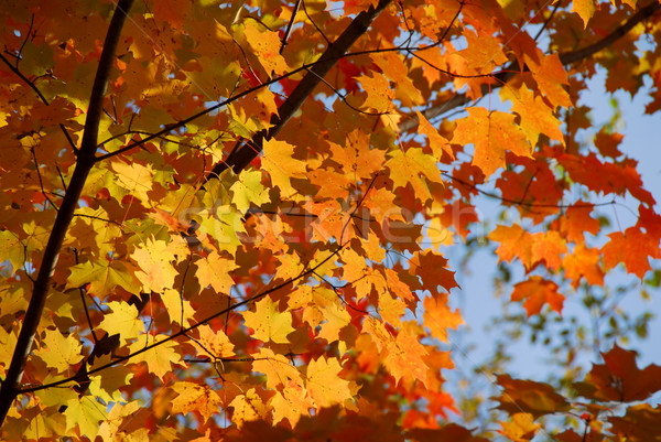 秋 メイプル カラフル 葉 ツリー 空 ストックフォト © elenaphoto