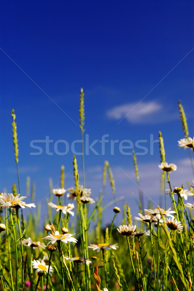 Sommer Wiese Blüte Gänseblümchen Blumen hellen Stock foto © elenaphoto