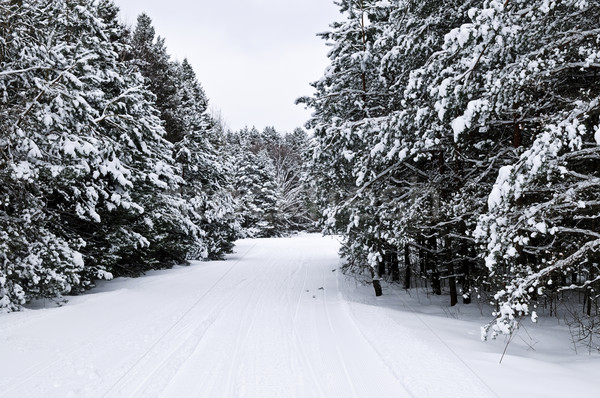 Winter landscape Stock photo © elenaphoto