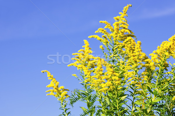 Goldenrod plant Stock photo © elenaphoto