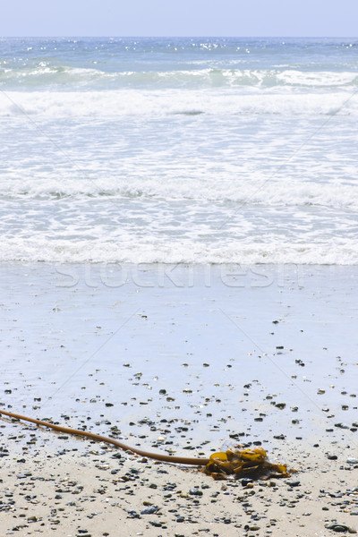 Strand Detail Ozean Küste Kanada Algen Stock foto © elenaphoto