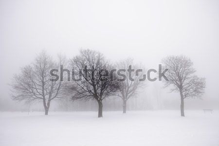 [[stock_photo]]: Hiver · arbres · brouillard · brumeux