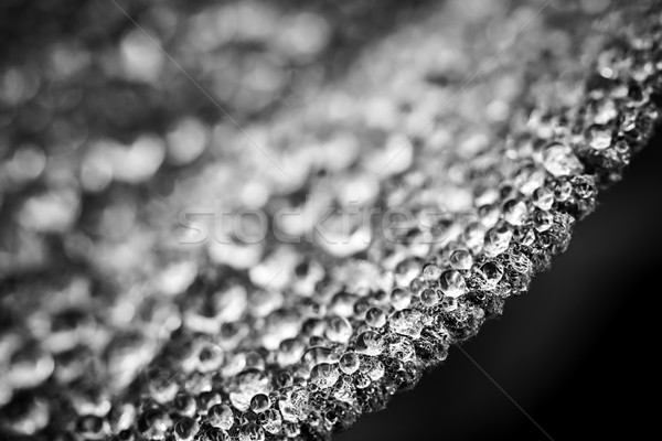 Rugiada gocce foglia bordo macro primo piano Foto d'archivio © elenaphoto