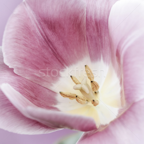 Pink tulip macro Stock photo © elenaphoto