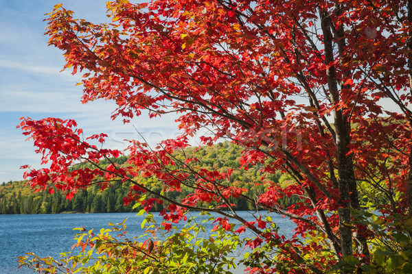 Red maple on lake shore Stock photo © elenaphoto