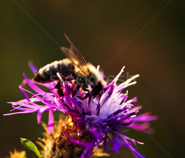 Stockfoto: Honingbij · bee · vleugels · honing · bug