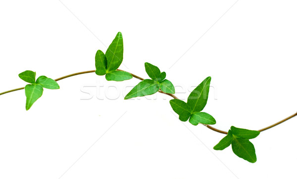 Green ivy on white Stock photo © elenaphoto