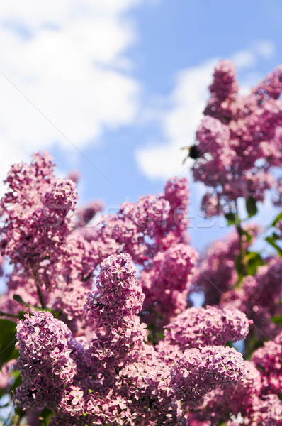 Lilac Stock photo © elenaphoto