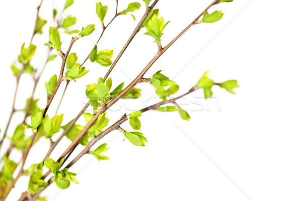 Niederlassungen grünen Frühling Blätter jungen isoliert Stock foto © elenaphoto