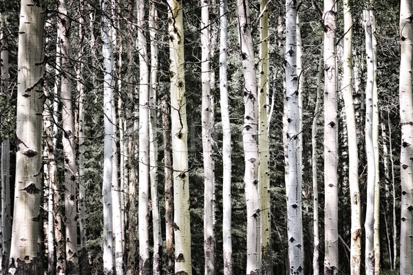 Aspen tree trunks Stock photo © elenaphoto