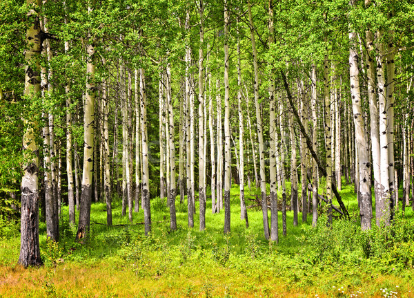 Aspen trees in Banff National park Stock photo © elenaphoto