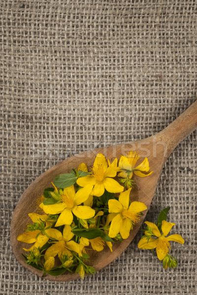 St. John's Wort flowers Stock photo © elenaphoto