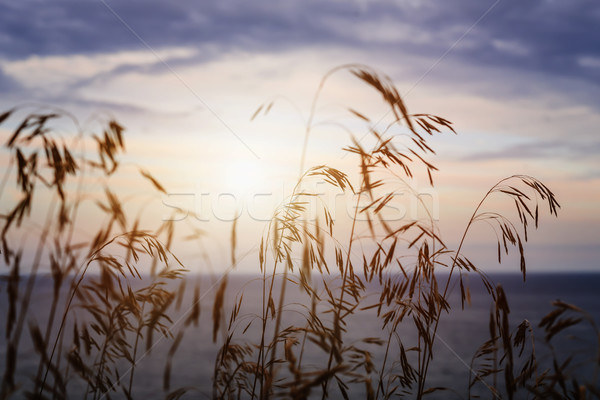 Grass at sunset Stock photo © elenaphoto