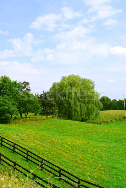 Vidéki táj buja zöld mezők fák felhők Stock fotó © elenaphoto