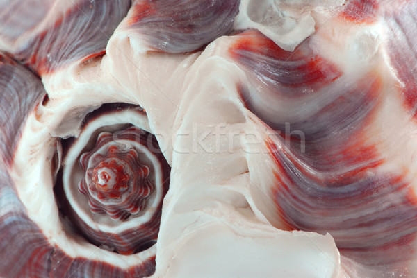 Stock photo: Seashell fragment