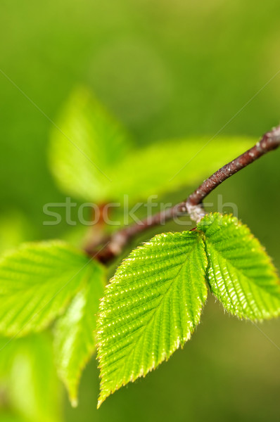 Zöld tavasz levelek új élet tiszta környezet Stock fotó © elenaphoto