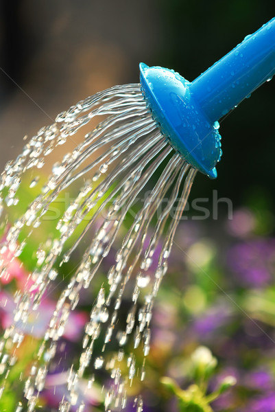 Сток-фото: цветы · воды · синий · лейка