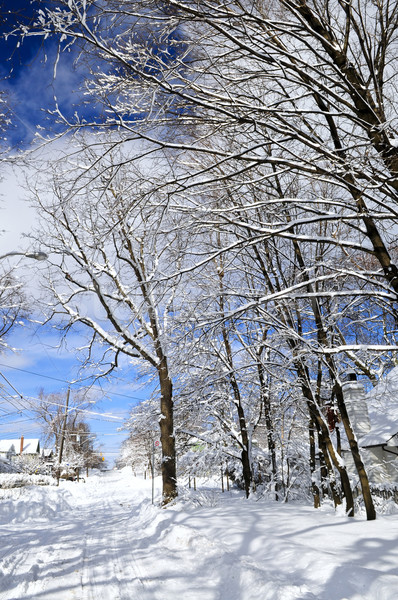 冬 通り 雪 トロント 家 ツリー ストックフォト © elenaphoto