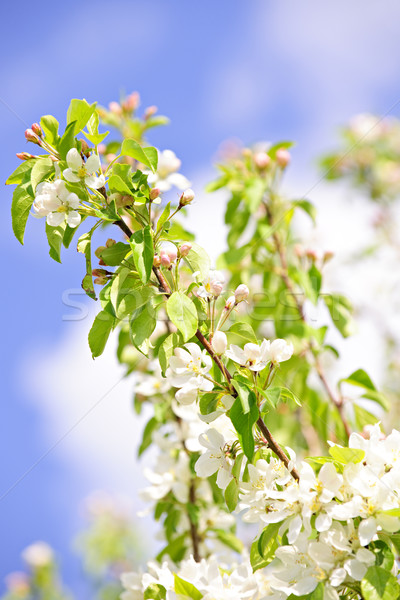 Blüte Apfelbaum Niederlassungen Frühling Obstgarten Baum Stock foto © elenaphoto