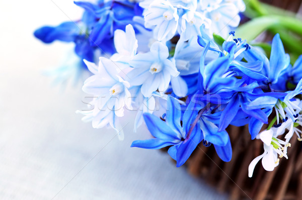 Foto d'archivio: Primo · fiori · di · primavera · blu · bouquet · basket · primo · piano