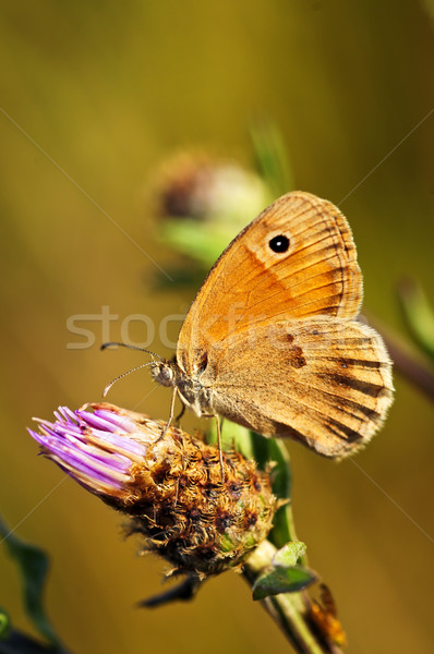 Meadow brown butterfly on Knapweed Stock photo © elenaphoto