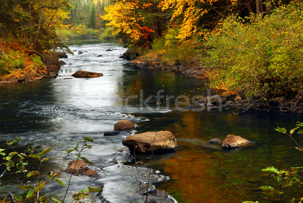 Forest river in the fall Stock photo © elenaphoto