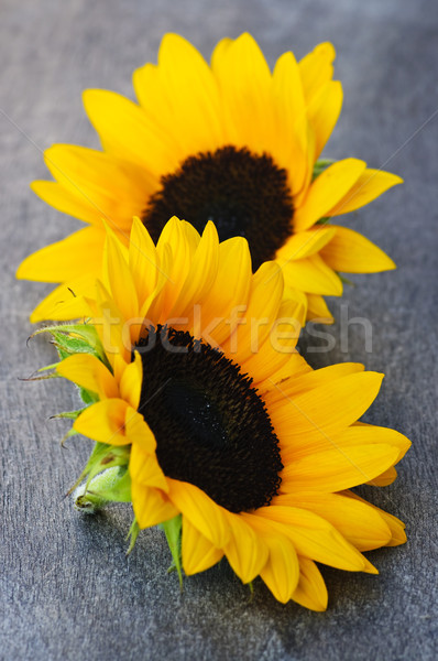 Foto stock: Girassol · flores · dois · amarelo · preto