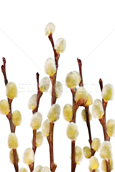 Stock photo: Spring pussy willows