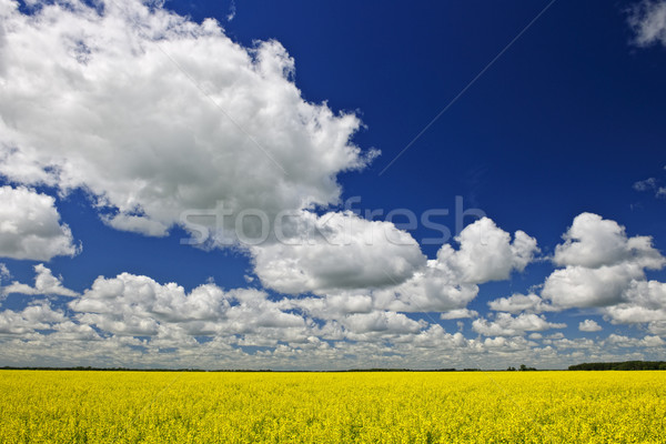 Canola field Stock photo © elenaphoto