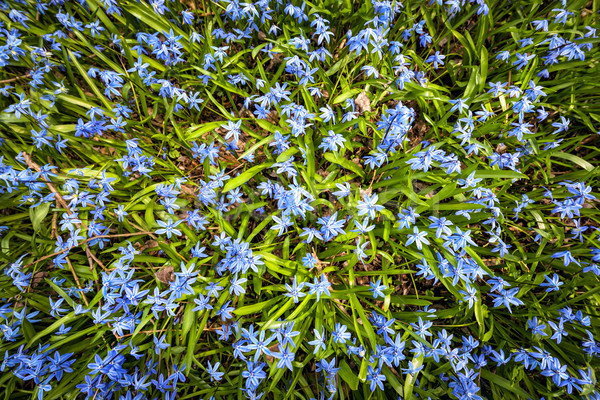 Spring blue flowers glory-of-the-snow Stock photo © elenaphoto