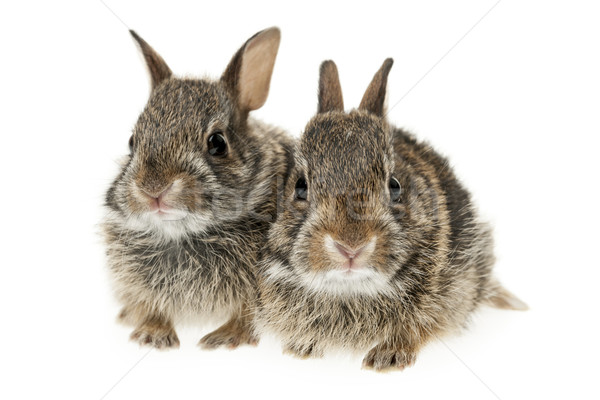 Two baby bunny rabbits Stock photo © elenaphoto