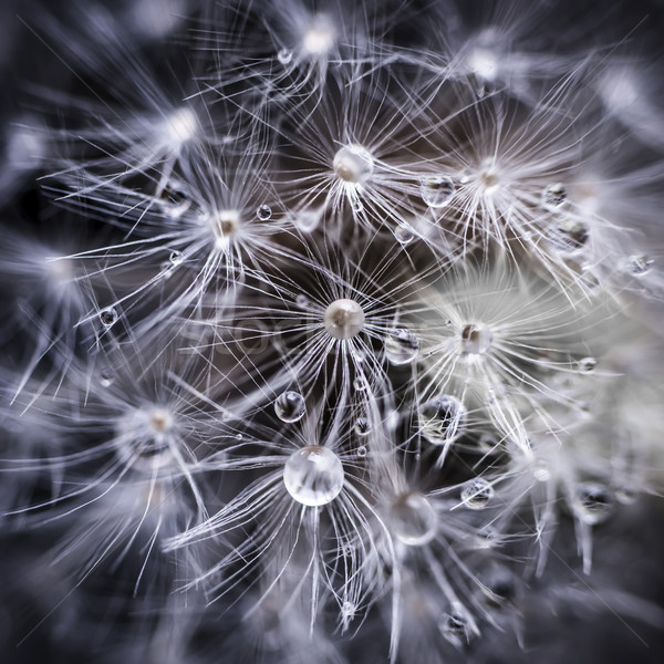 Dandelion seeds with water drops Stock photo © elenaphoto