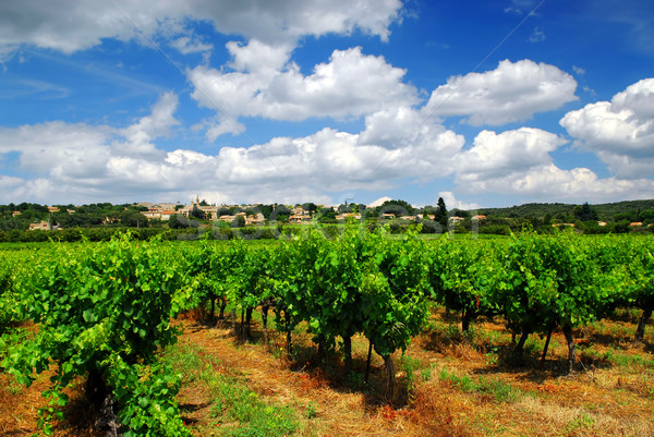 Stock fotó: Szőlőskert · francia · vidék · sorok · zöld · szőlő