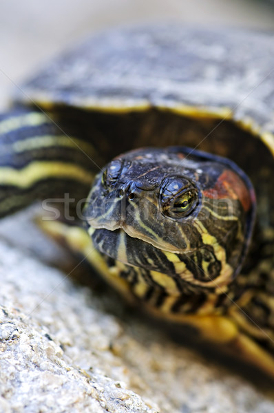 Red eared slider turtle Stock photo © elenaphoto