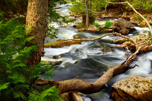 River rapids Stock photo © elenaphoto