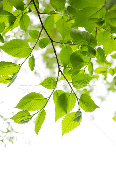 Groene voorjaar bladeren witte geïsoleerd textuur Stockfoto © elenaphoto