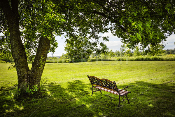 Parku ławce drzewo bujny zacieniony lata Zdjęcia stock © elenaphoto