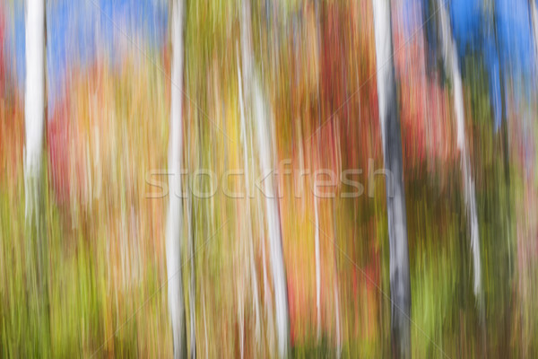 Birches in sunny fall forest Stock photo © elenaphoto