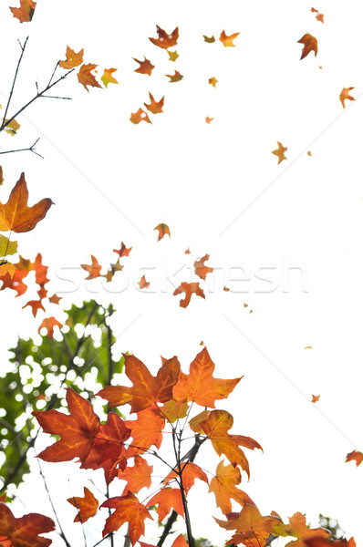 Stock fotó: ősz · juhar · levelek · háttér · fa · ágak
