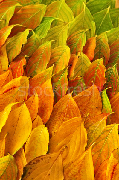 Autumn leaves background Stock photo © elenaphoto