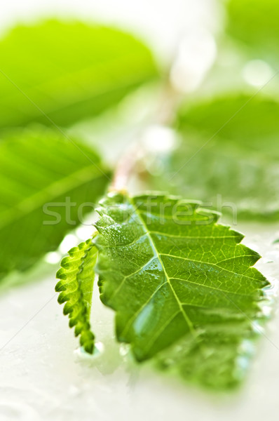 Tak groene bladeren nat water Stockfoto © elenaphoto