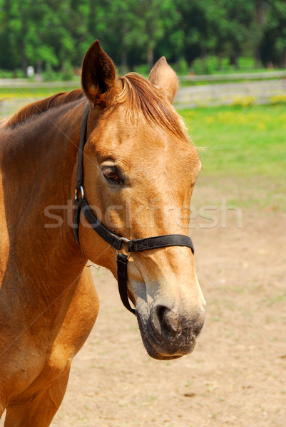 Pferd Porträt schönen braun Sommer Ranch Stock foto © elenaphoto