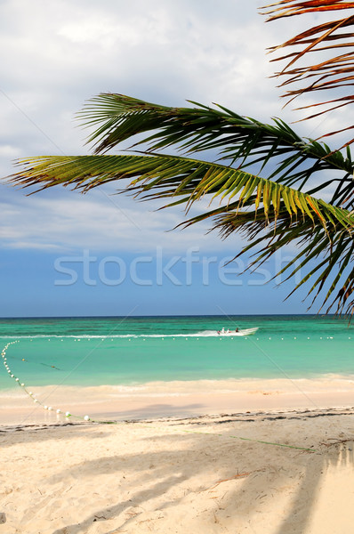 Tropical beach Stock photo © elenaphoto