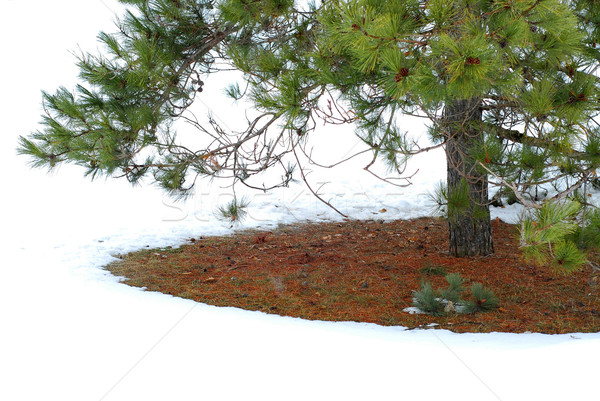 Under winter pine Stock photo © elenaphoto