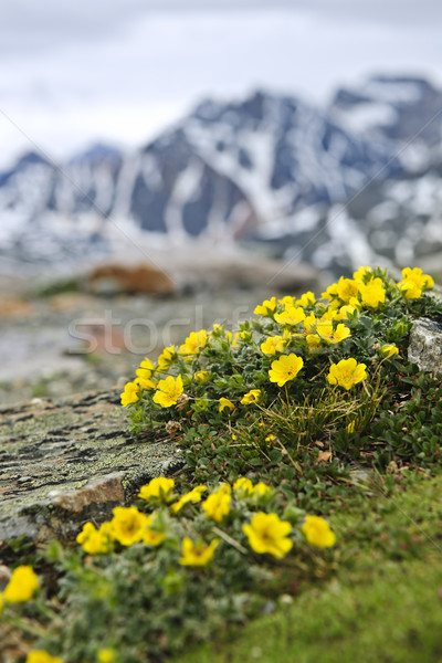 Alpine meadow in Jasper National Park Stock photo © elenaphoto