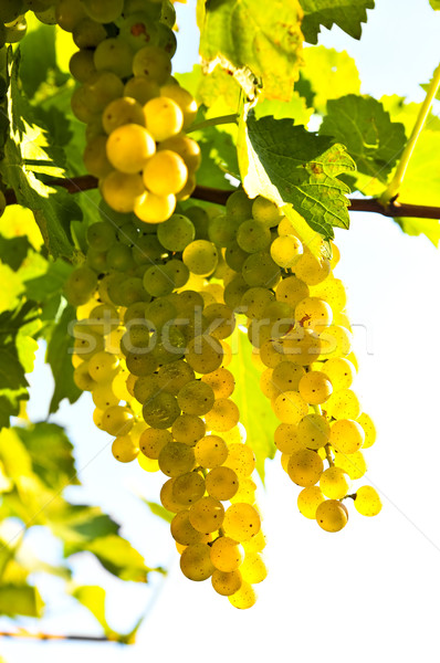 Yellow grapes Stock photo © elenaphoto