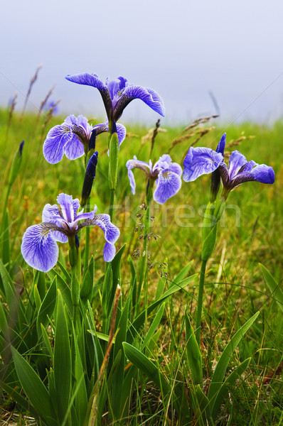 Blue flag iris flowers Stock photo © elenaphoto