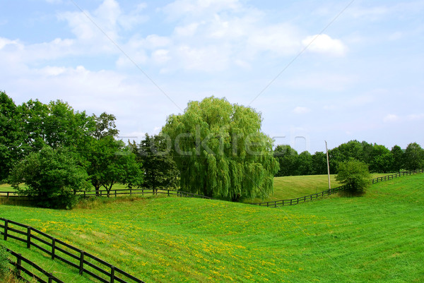 Vidéki táj buja zöld mezők fák felhők Stock fotó © elenaphoto