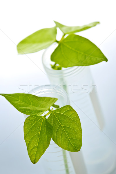 Plant zaailingen test twee industrie Stockfoto © elenaphoto